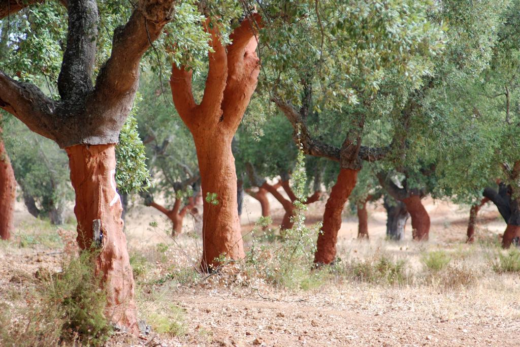 Bubulcus&Bolotas - Off Grid Nature Holiday Home Vimieiro  Exterior foto